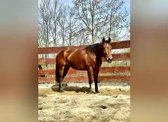 Paint Horse, Mare, 4 years, 14.1 hh, Brown