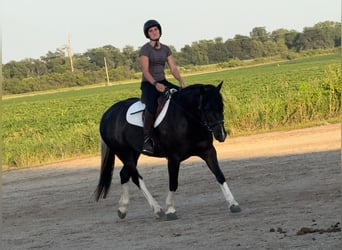 Paint Horse Mix, Mare, 4 years, 14.1 hh, Pinto