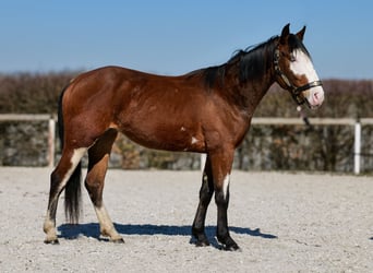 Paint Horse Mix, Mare, 4 years, 14,1 hh, Pinto