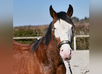 Paint Horse Mix, Mare, 4 years, 14,1 hh, Pinto