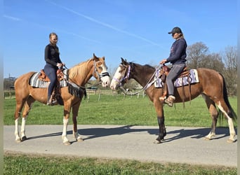 Paint Horse, Mare, 4 years, 14.2 hh, Overo-all-colors