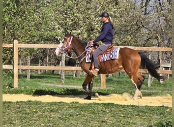 Paint Horse, Mare, 4 years, 14.2 hh, Overo-all-colors