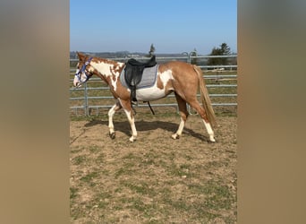 Paint Horse, Mare, 4 years, 14,2 hh, Overo-all-colors