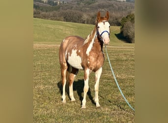 Paint Horse, Mare, 4 years, 14,2 hh, Overo-all-colors