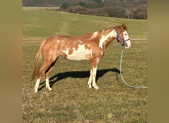 Paint Horse, Mare, 4 years, 14,2 hh, Overo-all-colors