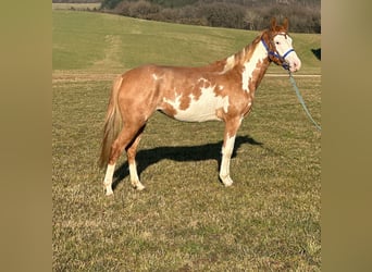 Paint Horse, Mare, 4 years, 14,2 hh, Overo-all-colors