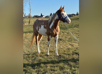 Paint Horse, Mare, 4 years, 14,2 hh, Overo-all-colors