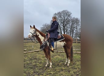 Paint Horse Mix, Mare, 4 years, 14,2 hh, Pinto