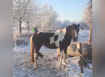 Paint Horse Mix, Mare, 4 years, 14.2 hh, Tobiano-all-colors