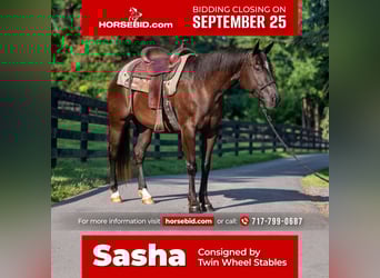 Paint Horse, Mare, 4 years, 14.3 hh, Black