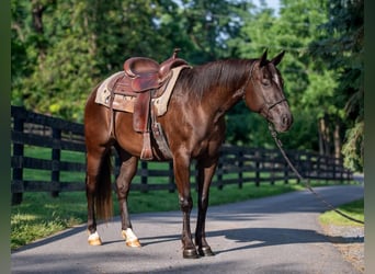 Paint Horse, Mare, 4 years, 14.3 hh, Black