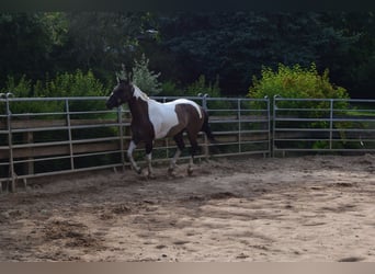 Paint Horse, Mare, 4 years, 14.3 hh, Grullo
