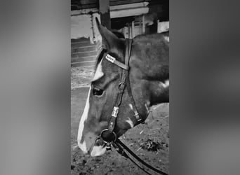 Paint Horse Mix, Mare, 4 years, 14,3 hh, Overo-all-colors