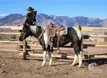 Paint Horse, Mare, 4 years, 14,3 hh, Pinto