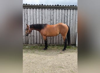 Paint Horse, Mare, 4 years, 14,2 hh, Brown