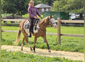Paint Horse, Mare, 4 years, 14,2 hh, Overo-all-colors