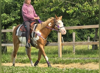Paint Horse, Mare, 4 years, 14,2 hh, Overo-all-colors