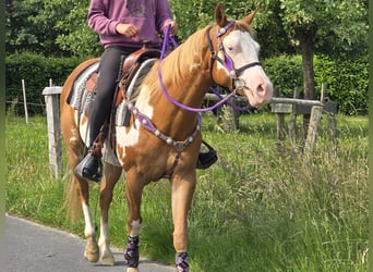 Paint Horse, Mare, 4 years, 14,2 hh, Overo-all-colors