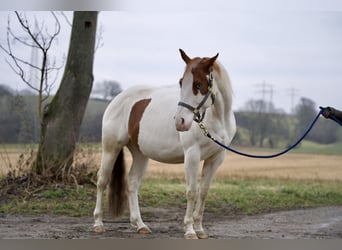 Paint Horse, Mare, 4 years, 14,2 hh, Tobiano-all-colors