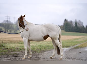 Paint Horse, Mare, 4 years, 14,2 hh, Tobiano-all-colors