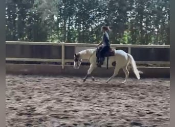 Paint Horse, Mare, 4 years, 14,2 hh, Tobiano-all-colors