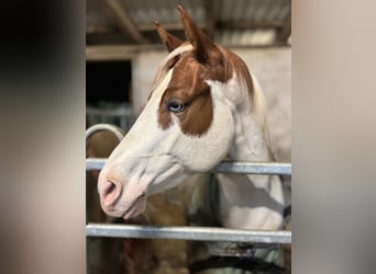 Paint Horse, Mare, 4 years, 14,2 hh, Tobiano-all-colors