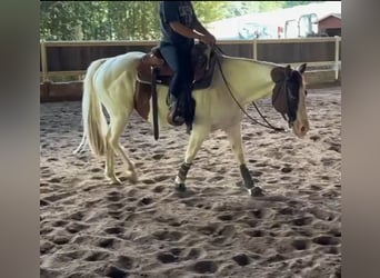 Paint Horse, Mare, 4 years, 14,2 hh, Tobiano-all-colors