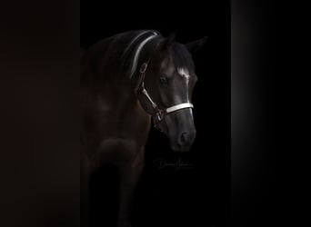 Paint Horse, Mare, 4 years, 14,3 hh, Black