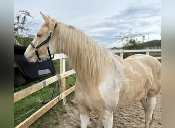 Paint Horse, Mare, 4 years, 15 hh, Champagne