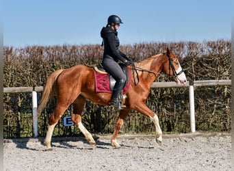 Paint Horse Mix, Mare, 4 years, 15 hh, Chestnut-Red