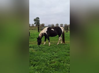 Paint Horse, Mare, 4 years, 15 hh