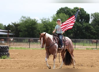 Paint Horse, Mare, 4 years, 15 hh, Roan-Red