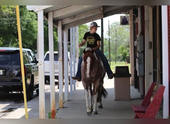 Paint Horse, Mare, 4 years, 15 hh, Roan-Red