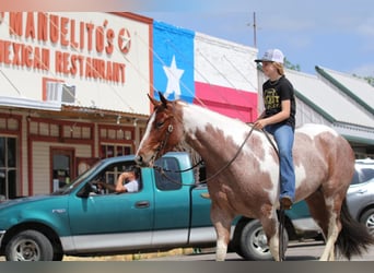 Paint Horse, Mare, 4 years, 15 hh, Roan-Red