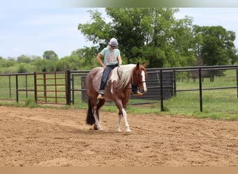 Paint Horse, Mare, 4 years, 15 hh, Roan-Red