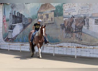 Paint Horse, Mare, 4 years, 15 hh, Roan-Red