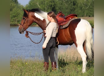 Paint Horse Mix, Mare, 4 years, 15 hh, Tobiano-all-colors