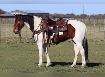 Paint Horse, Mare, 4 years, 15 hh