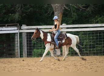 Paint Horse, Mare, 4 years, 15 hh