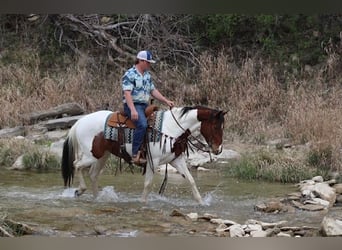 Paint Horse, Mare, 4 years, 15 hh