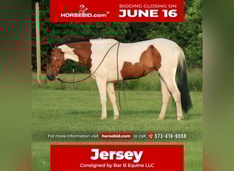 Paint Horse, Mare, 4 years, 15 hh