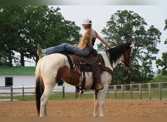 Paint Horse, Mare, 4 years, 15 hh