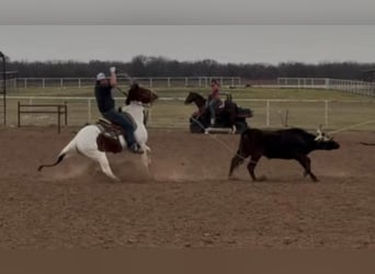 Paint Horse, Mare, 4 years, 15 hh