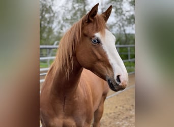 Paint Horse, Mare, 5 years, 14.1 hh, Chestnut-Red