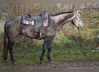 Paint Horse, Mare, 5 years, 14.2 hh, Gray