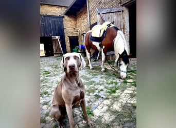 Paint Horse Mix, Mare, 5 years, 14 hh