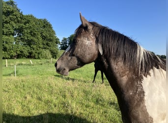 Paint Horse, Mare, 5 years, 14,2 hh, Tobiano-all-colors