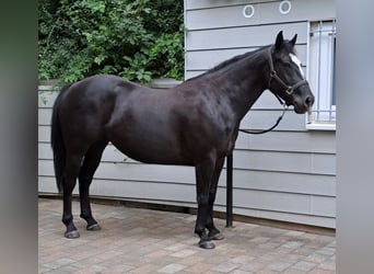 Paint Horse, Mare, 5 years, 14,3 hh, Black