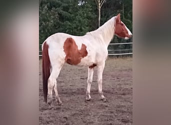Paint Horse, Mare, 5 years, 15.2 hh, Red Dun