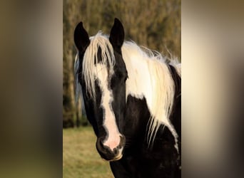 Paint Horse, Mare, 5 years, 15.2 hh, Tobiano-all-colors